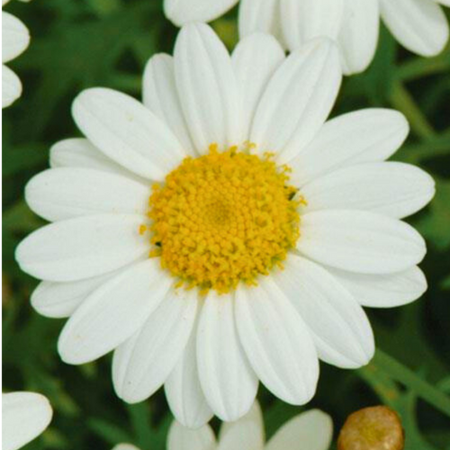 Argyranthemum ‘Madeira White’ — Hardy Perennial, 10.5cm Pot (Set of 3 or 6)