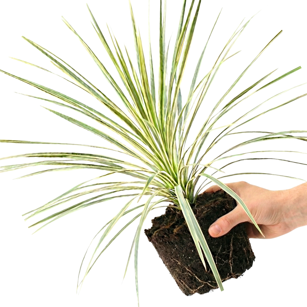 Astelia ‘Silver Spear’ — Hardy Perennial, 3L Pot