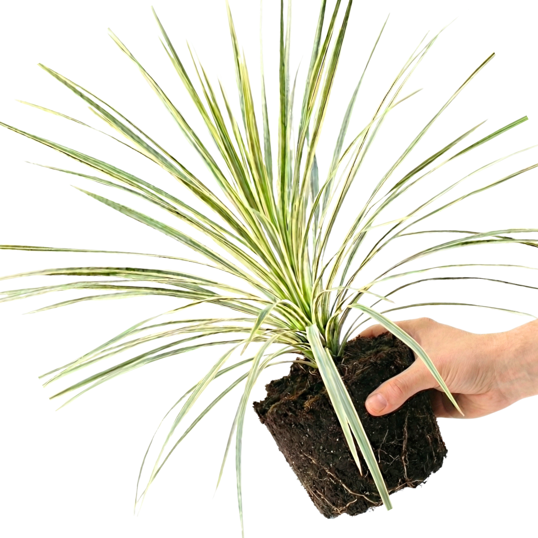 Astelia ‘Silver Spear’ — Hardy Perennial, 3L Pot