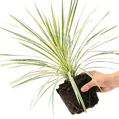Astelia ‘Silver Spear’ — Hardy Perennial, 3L Pot