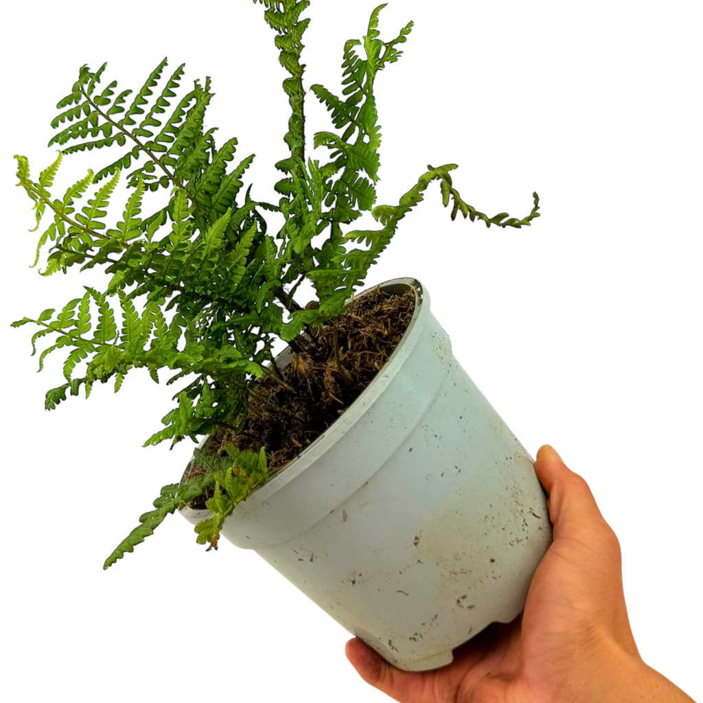 Alpine ‘Wood’ — Hardy Perennial, 2L Pot