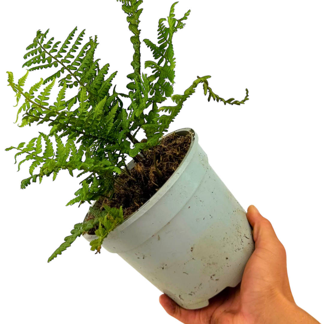 Alpine ‘Wood’ — Hardy Perennial, 2L Pot