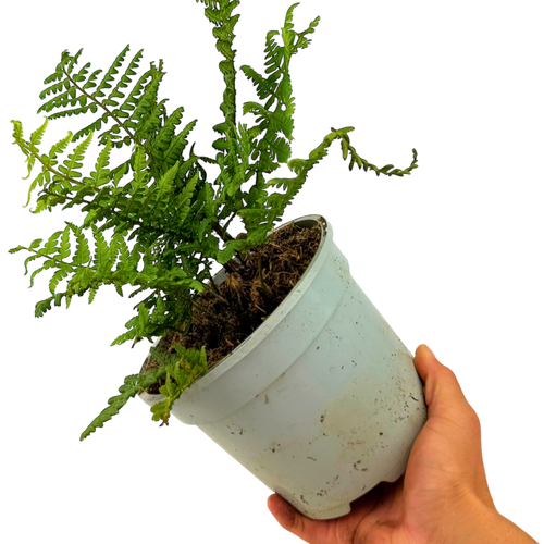 Alpine ‘Wood’ — Hardy Perennial, 2L Pot