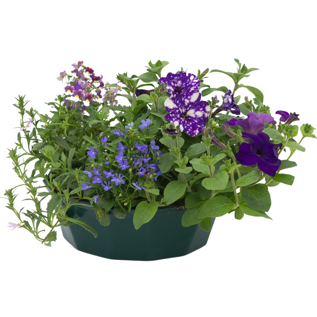 Sea Blues Speedplanter — Pre-Planted Mixed Annual Display, 7-Plant Set