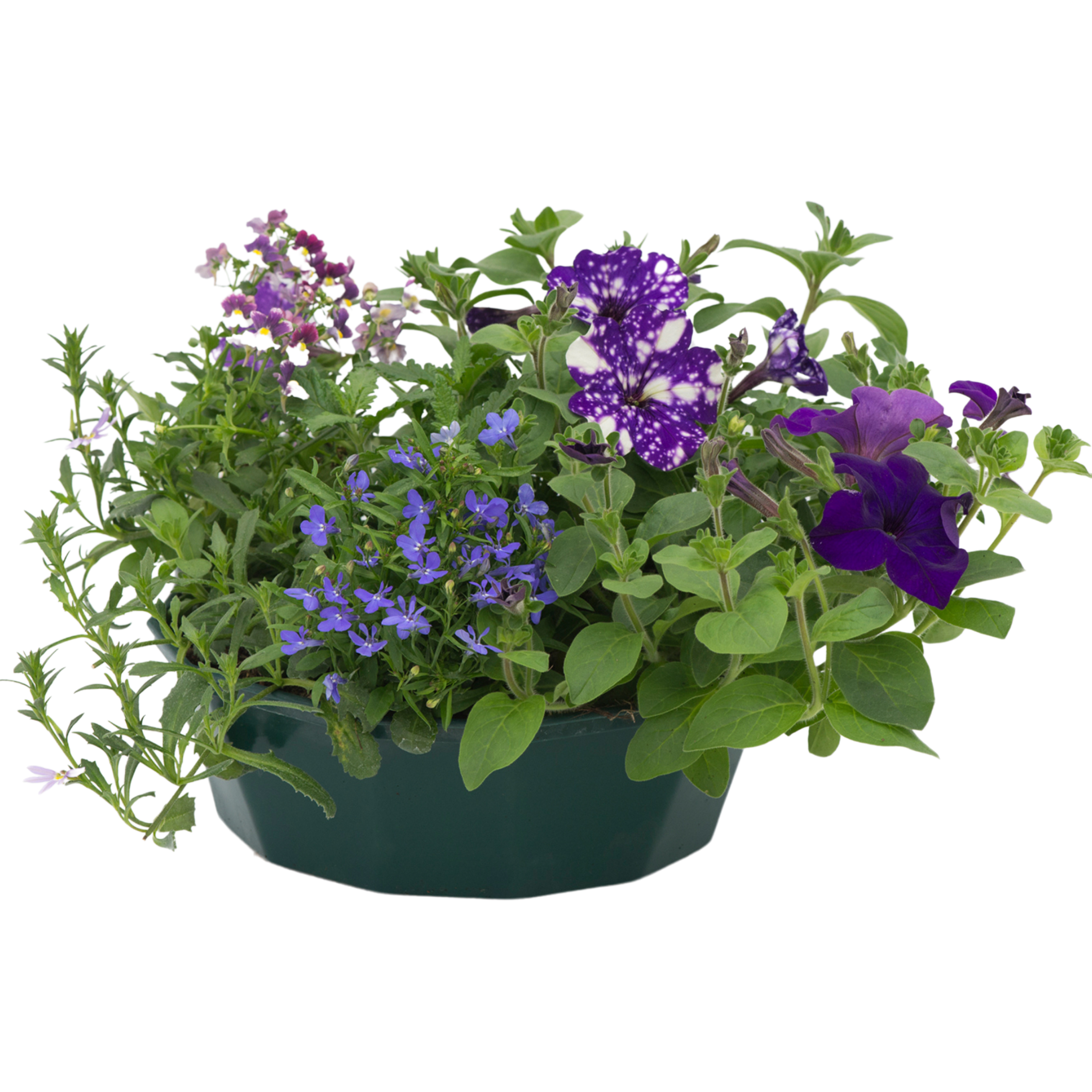 Sea Blues Speedplanter — Pre-Planted Mixed Annual Display, 7-Plant Set