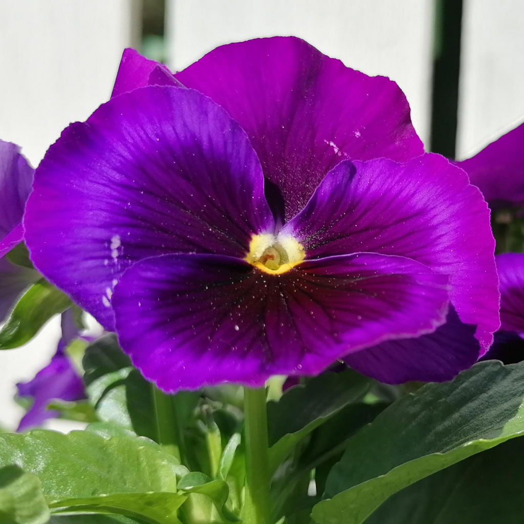 Pansy 'Delta Pro Neon Violet' — Hardy Bedding, 10.5cm Pot (Set of 3 or 6)