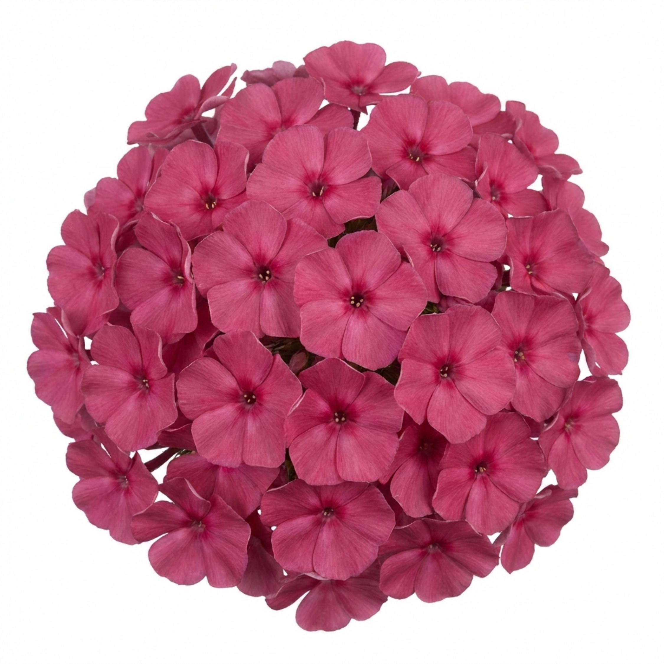Phlox ‘Fabulous Rose’ — Hardy Perennial, Bee-Friendly, 1L Pot (Set of 3 or 6)