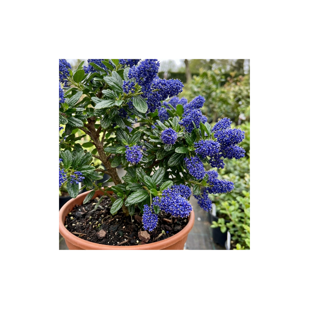 Ceanothus ‘Victoria’ — Evergreen Shrub, Bee-Friendly, 3L Pot