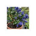 Ceanothus ‘Victoria’ — Evergreen Shrub, Bee-Friendly, 3L Pot