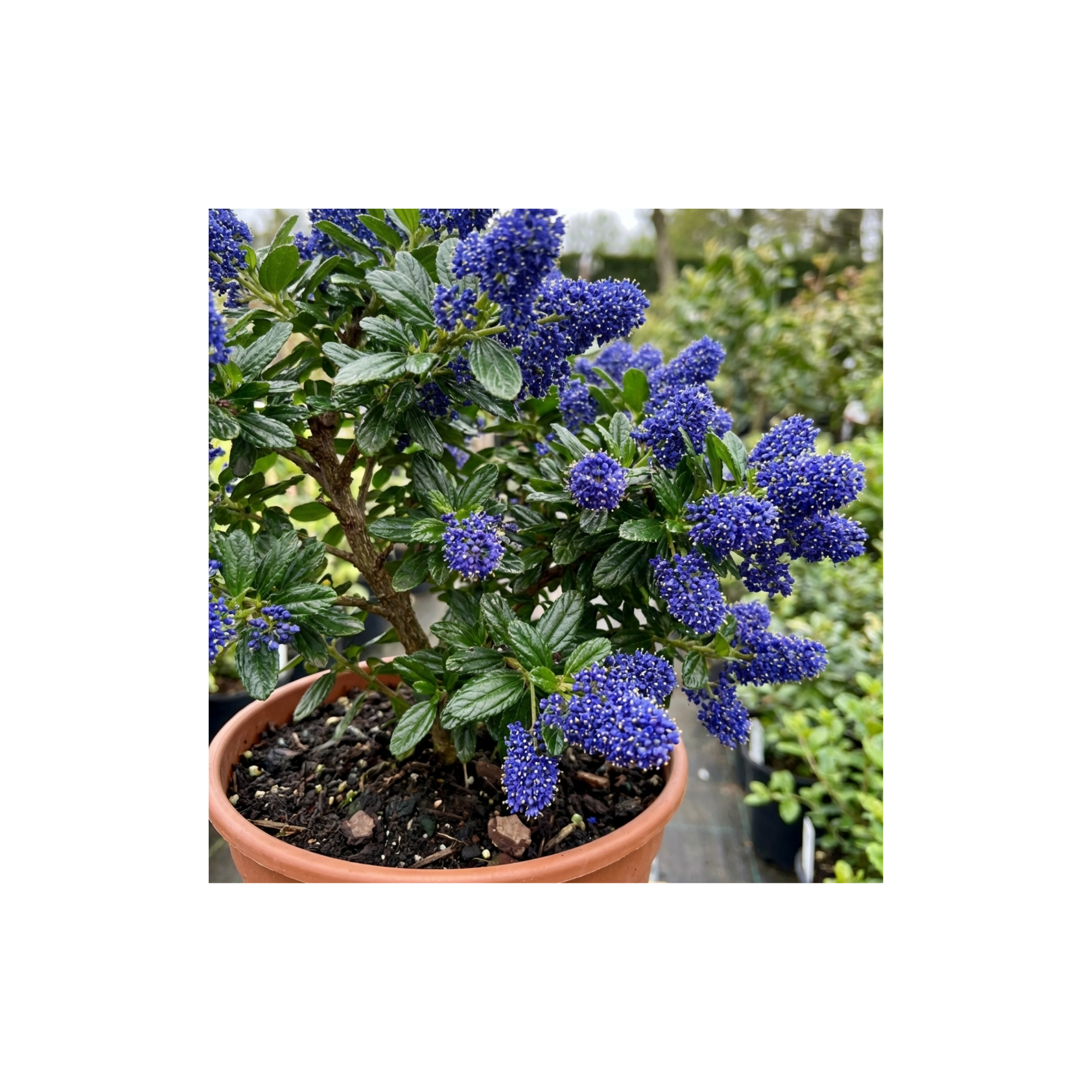 Ceanothus ‘Victoria’ — Evergreen Shrub, Bee-Friendly, 3L Pot