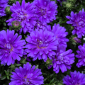 Aster ‘Alpha Dark Purple Space’ — Hardy Perennial, 2L Pot