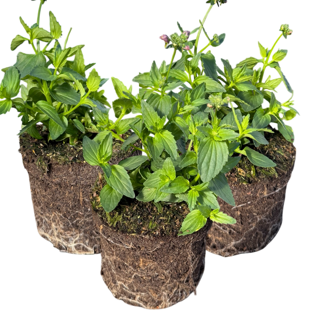Nemesia ‘Nuvo Pink Bicolour’ — Annual / Short-lived Perennial, Bee-Friendly, 10.5cm Pot (Set of 3 or 6)