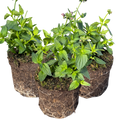 Nemesia ‘Nuvo Pink Bicolour’ — Annual / Short-lived Perennial, Bee-Friendly, 10.5cm Pot (Set of 3 or 6)