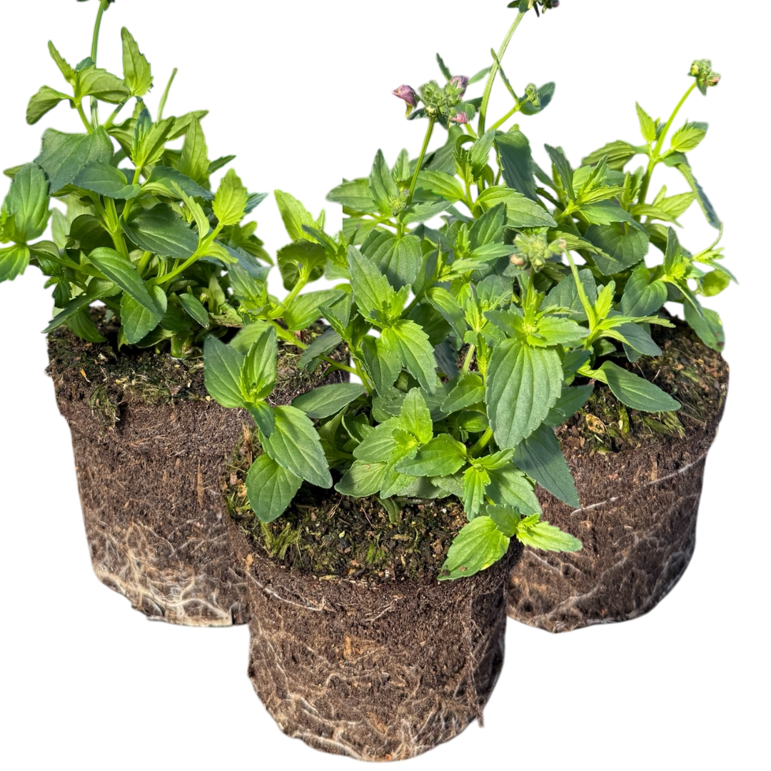 Nemesia ‘Nuvo Pink Bicolour’ — Annual / Short-lived Perennial, Bee-Friendly, 10.5cm Pot (Set of 3 or 6)