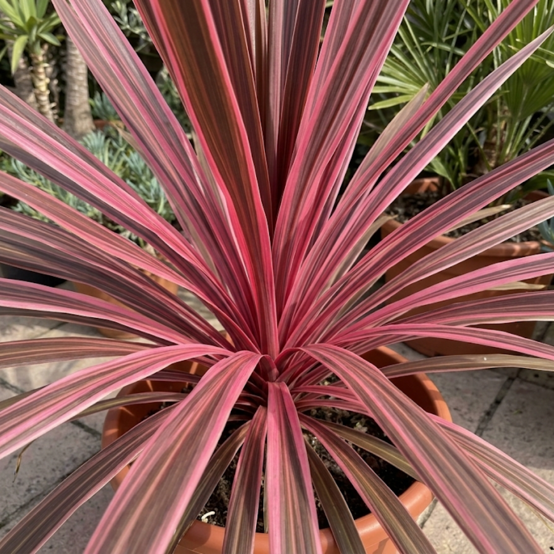Cordyline ‘Charlie Boy’ — Evergreen Architectural Shrub, 1L Pot (Set of 3 or 6)