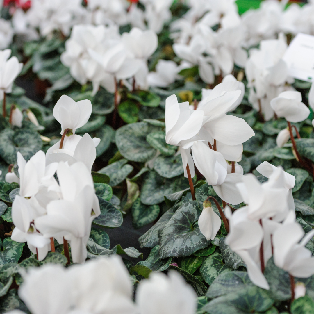 Cyclamen ‘Smartiz Blanc Pur’ — Tender Pot Plant (perennial in mild climates), 10.5cm Pot (Set of 3 or 6)