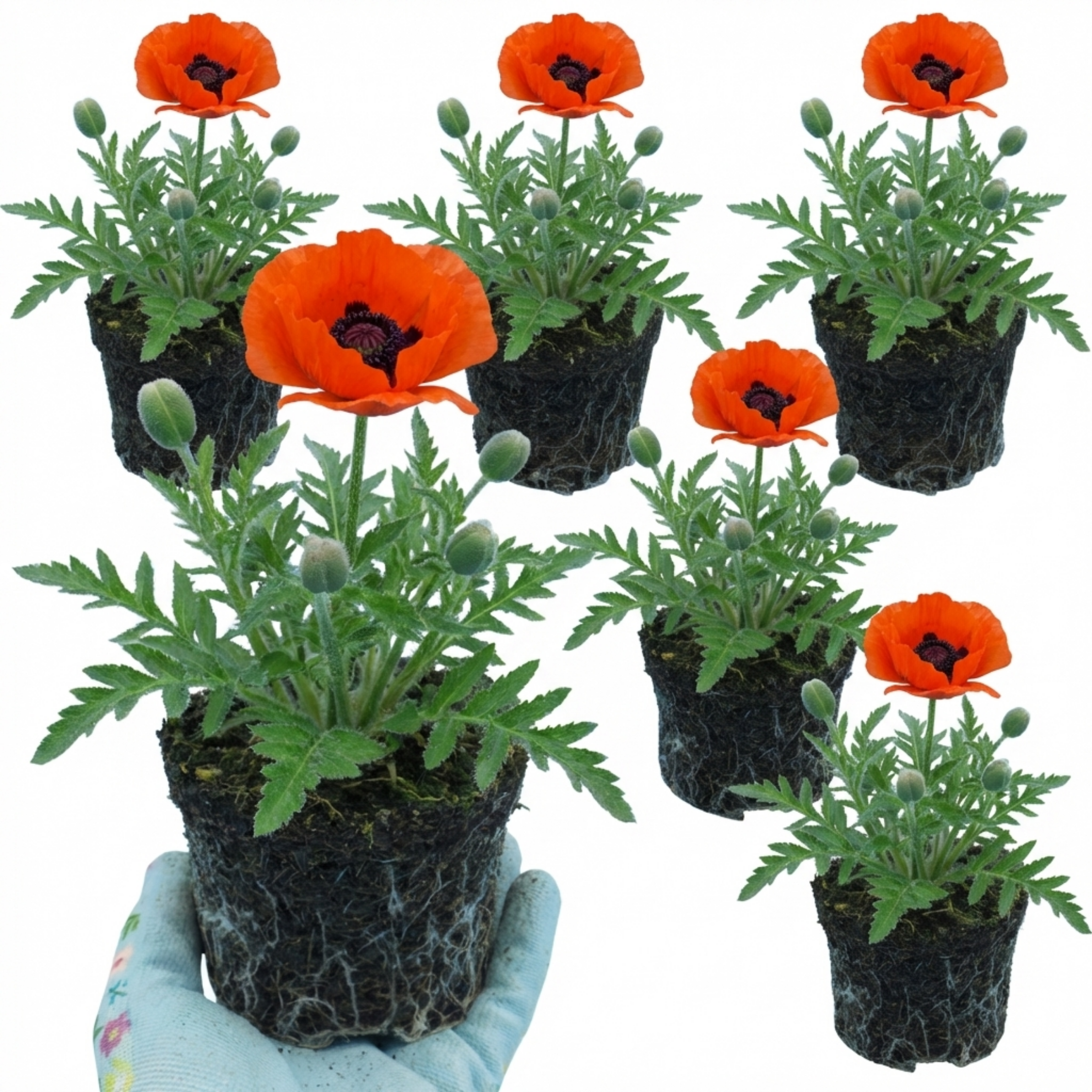 Papaver ‘Brilliant’ — Hardy Perennial, Bee-Friendly, 1L Pot (Set of 3 or 6)