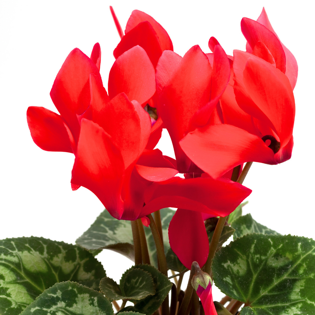 Cyclamen ‘Winfall Scarlet’ — Tender Pot Plant (perennial in mild climates), 10.5cm Pot (Set of 3 or 6)