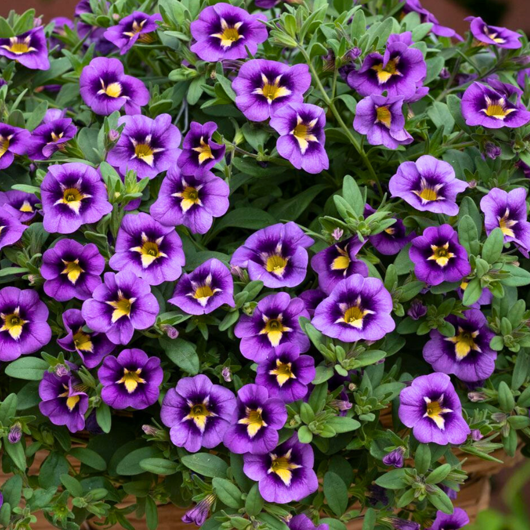 Calibrachoa ‘Bumble Bee Blue’ — Half-Hardy Trailing Annual, Bee-Friendly, 10.5cm Pot (Set of 3 or 6)