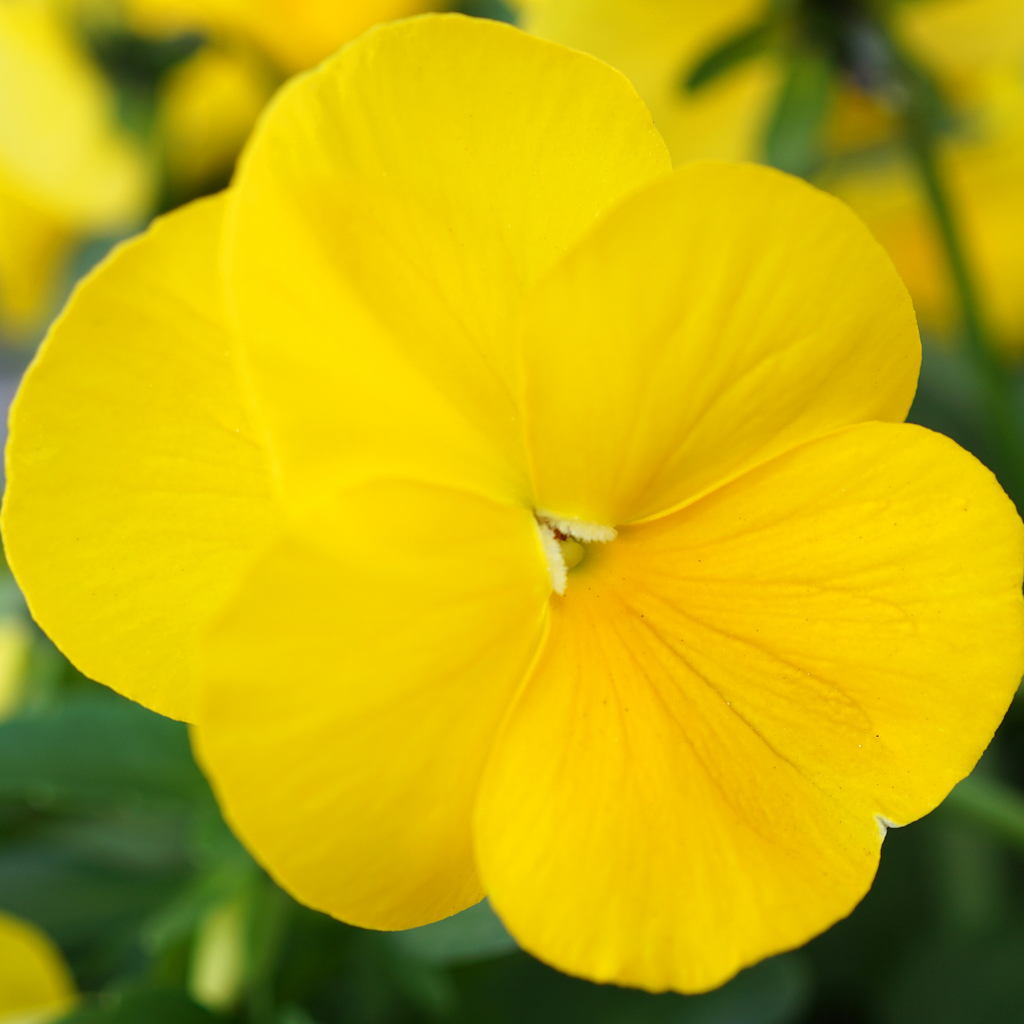 Pansy 'Delta Pro Yellow' — Hardy Bedding, 10.5cm Pot (Set of 3 or 6)