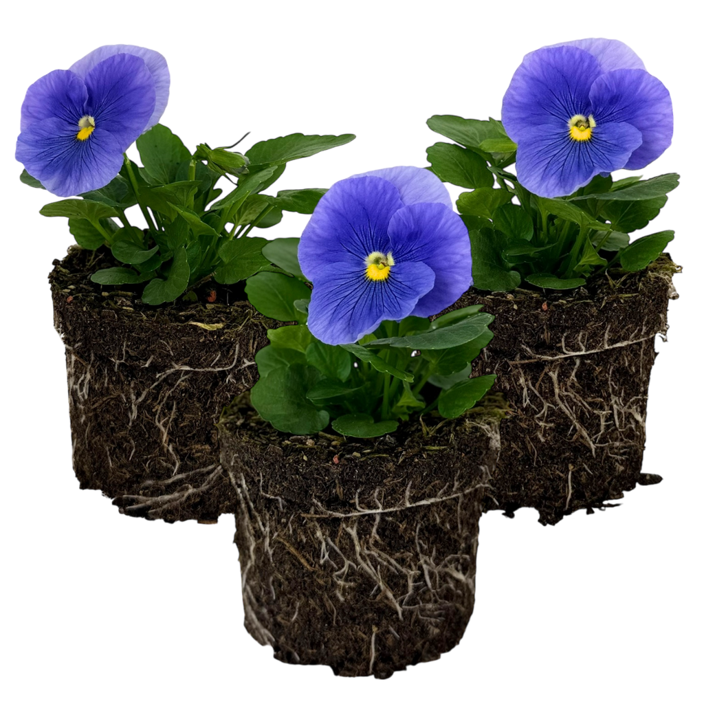 Pansy 'Delta Pro Clear Light Blue' — Hardy Bedding, 10.5cm Pot (Set of 3 or 6)