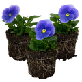 Pansy 'Delta Pro Clear Light Blue' — Hardy Bedding, 10.5cm Pot (Set of 3 or 6)