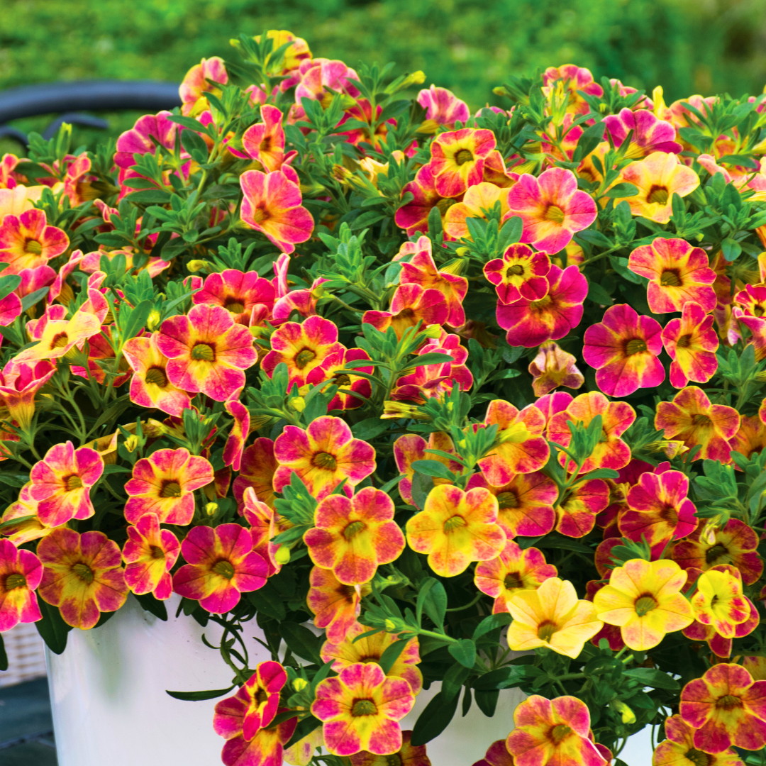 Calibrachoa ‘Cabaret Orange’ — Half-Hardy Trailing Annual, Bee-Friendly, 10.5cm Pot (Set of 3 or 6)