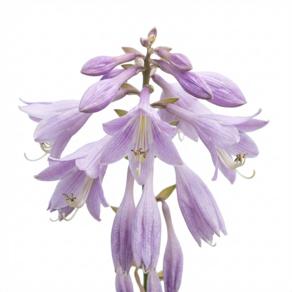 Hosta 'Francee' — Plantain Lily, Hardy Perennial, 1L Pot (Set of 3 or 6)