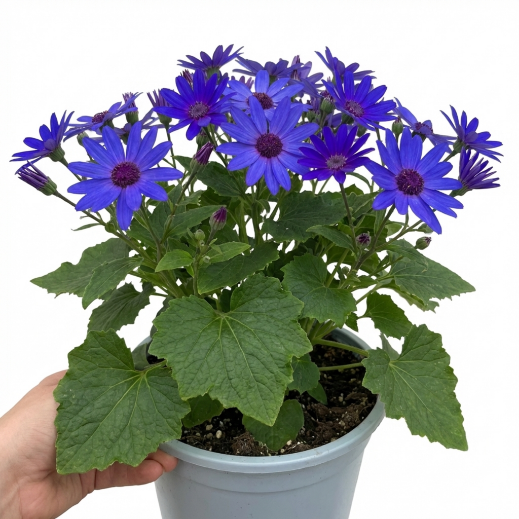 Senetti ‘Pericallis Pop Bang Blue’ — Bedding Plant, Bee-Friendly, 6.5L Pot