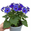 Senetti ‘Pericallis Pop Bang Blue’ — Bedding Plant, Bee-Friendly, 6.5L Pot