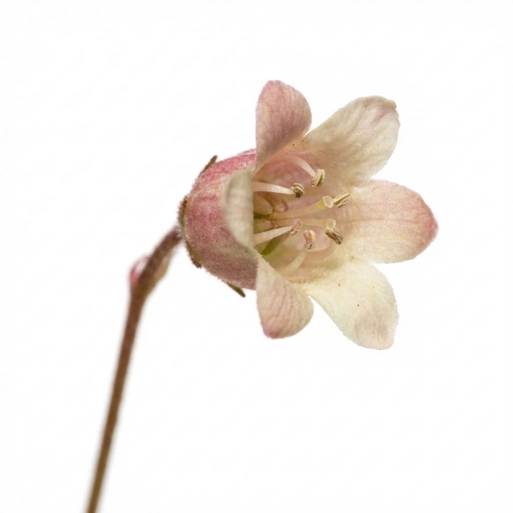 Heuchera ‘Palace Purple’ — Hardy Evergreen Perennial, Bee-Friendly, 1L Pot (Set of 3 or 6)