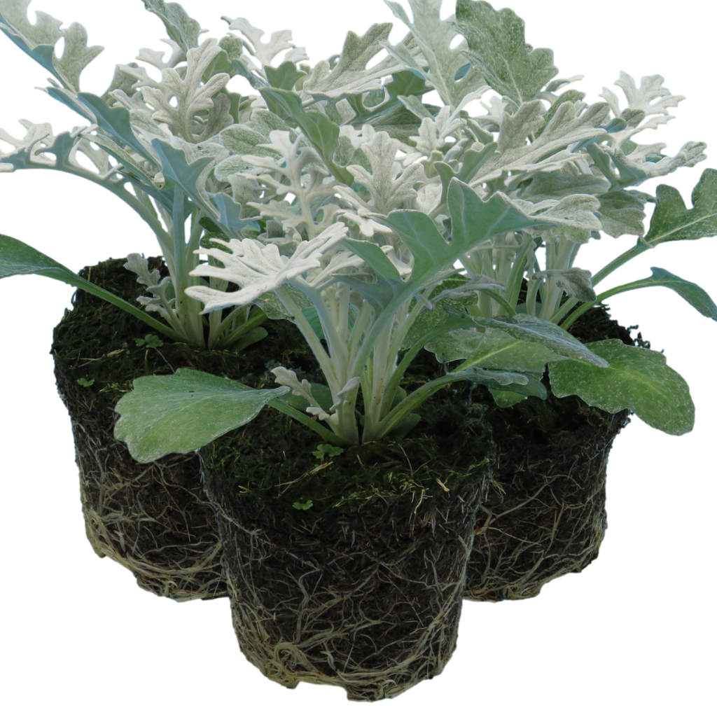 Cineraria ‘Silver dust’ — Half-Hardy Foliage Annual, 10.5cm Pot (Set of 3 or 6)