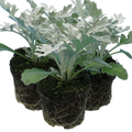 Cineraria ‘Silver dust’ — Half-Hardy Foliage Annual, 10.5cm Pot (Set of 3 or 6)