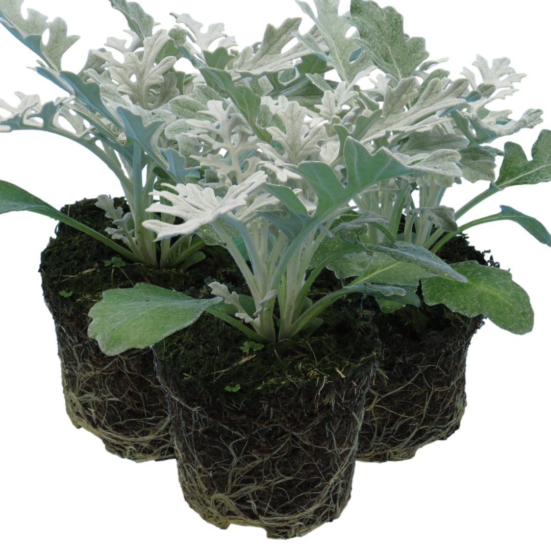 Cineraria ‘Silver dust’ — Half-Hardy Foliage Annual, 10.5cm Pot (Set of 3 or 6)