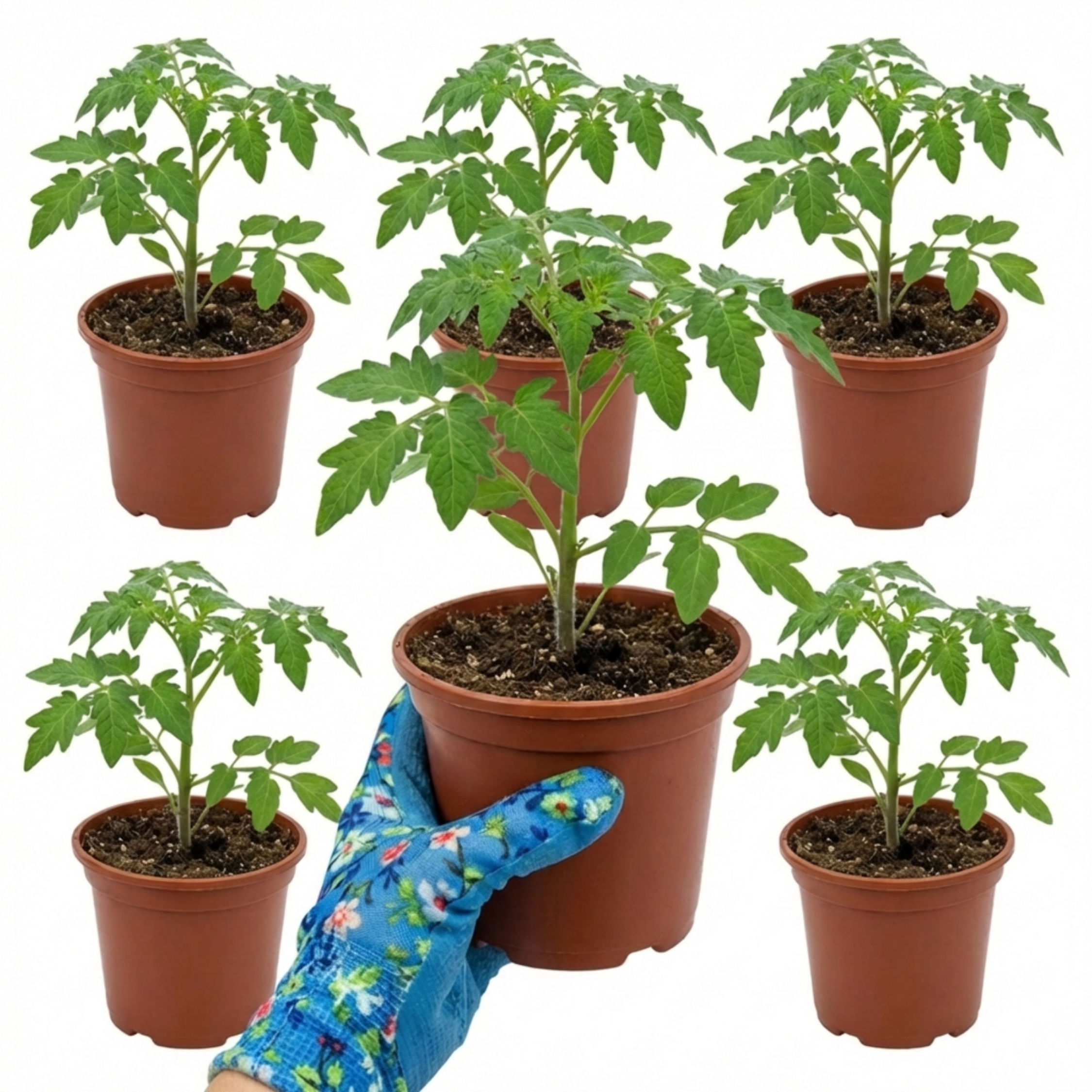 Tomato ‘Totem’ — Half-hardy Annual (determinate Bush Tomato), 1L Pot (Set of 3 or 6)