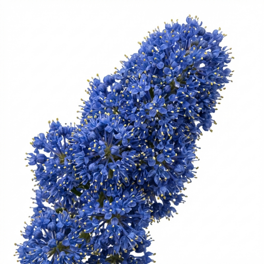 Ceanothus ‘Zanzibar’ — Evergreen Shrub, Bee-Friendly, 3L Pot