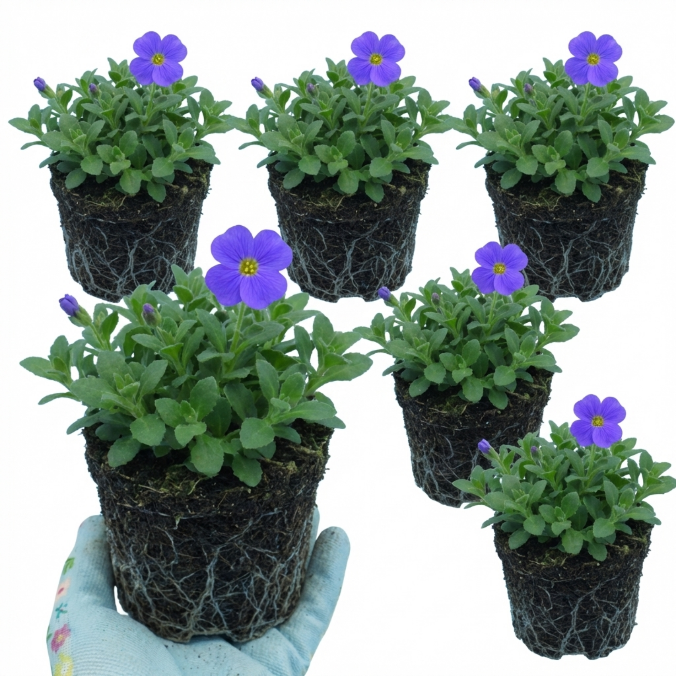 Aubrieta ‘Kitte Blue’ — Evergreen Alpine Perennial, 1L Pot (Set of 3 or 6)