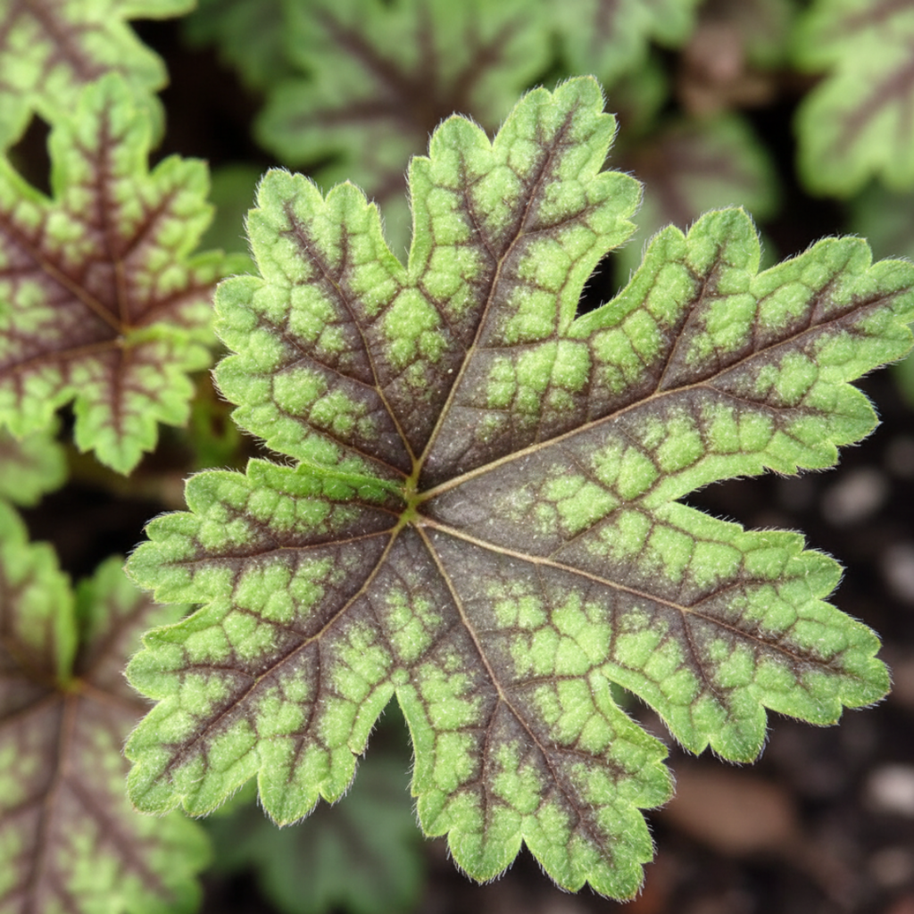 Heuchera ‘Tapestry’ — Hardy Perennial, 2L Pot
