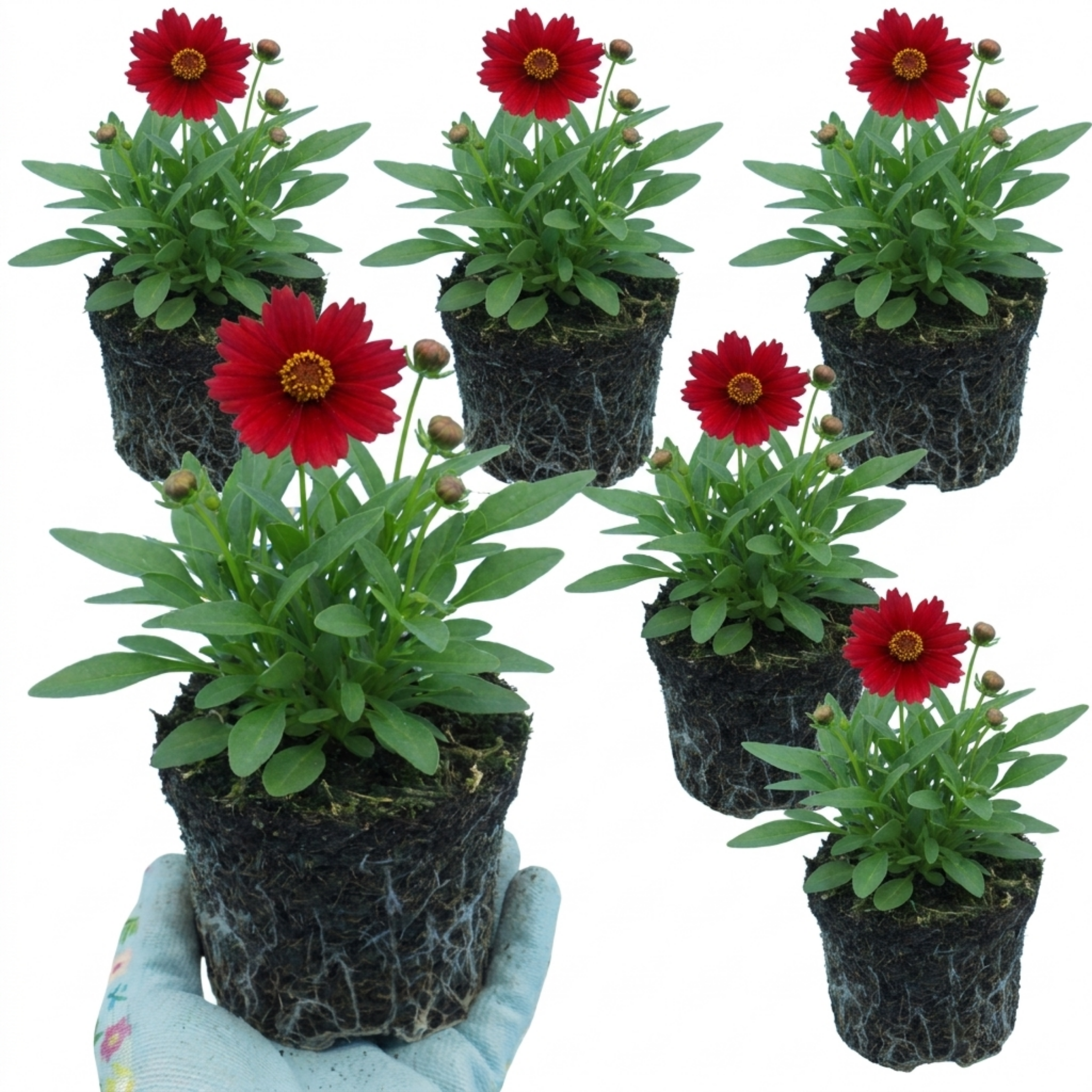 Coreopsis ‘Uptick Red’ — Hardy Perennial, Bee-Friendly, 1L Pot (Set of 3 or 6)