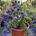 Ceanothus ‘Concha’ — Evergreen Shrub, Bee-Friendly, 3L Pot