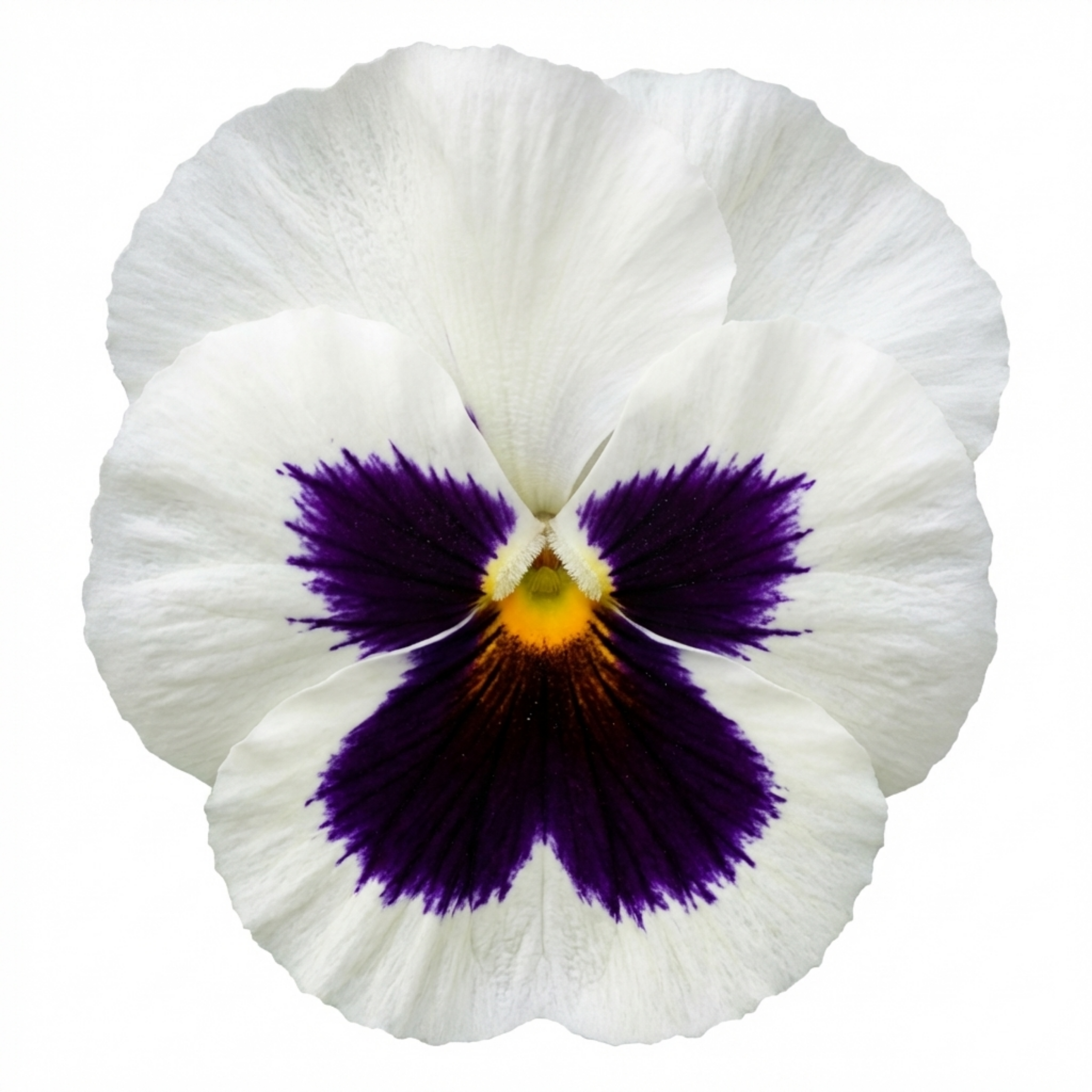 Pansy ‘White with Blotch’ — Hardy Annual / Short-lived Perennial, Bee-Friendly, 3L Pot