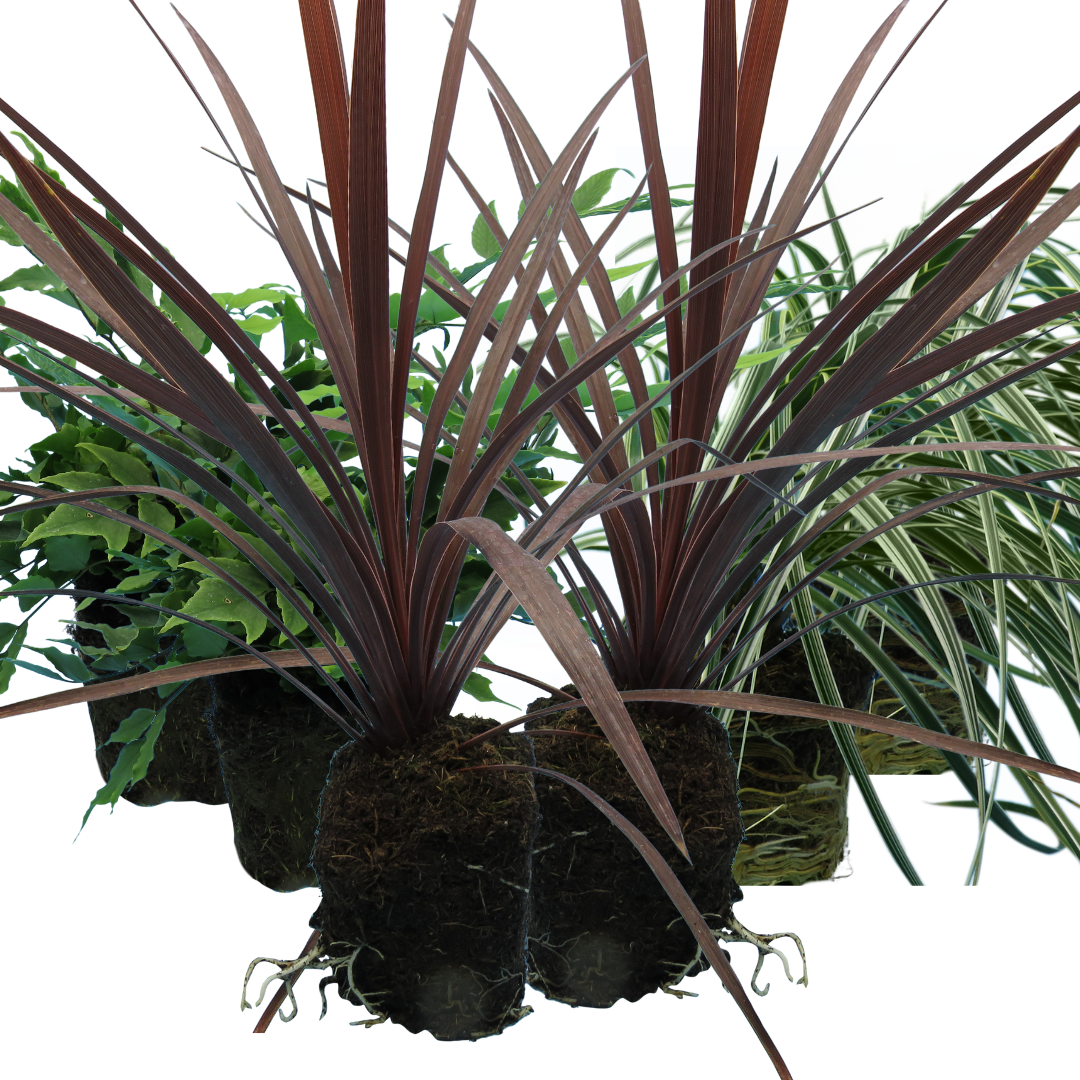 Contemporary Mix — Curated 3-Plant Set (Holly Fern, Carex 'Feather Falls', Cordyline 'Red Star'), 13cm Pots