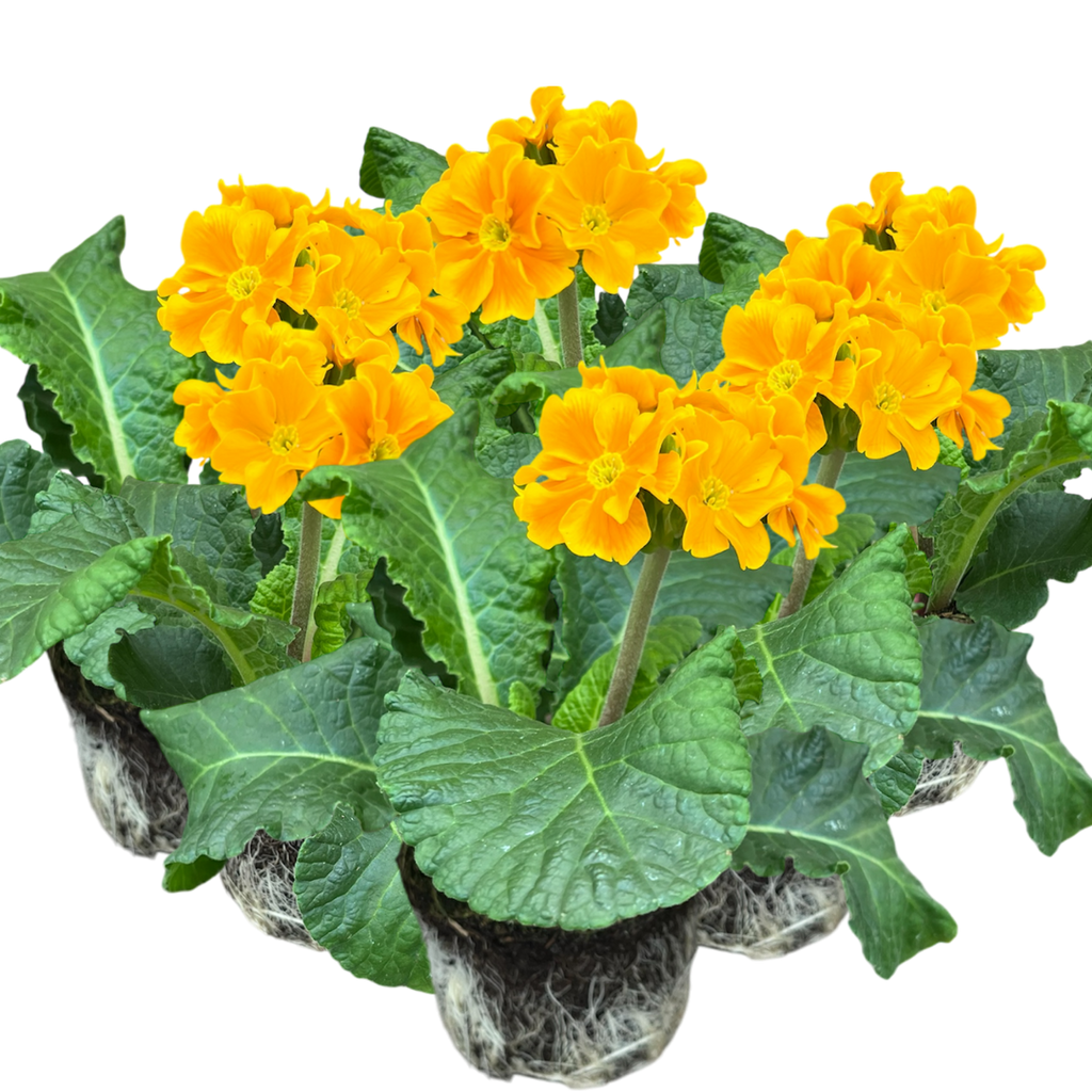 Polyanthus ‘Orange’ — Hardy Perennial, Bee-Friendly, 10.5cm Pot