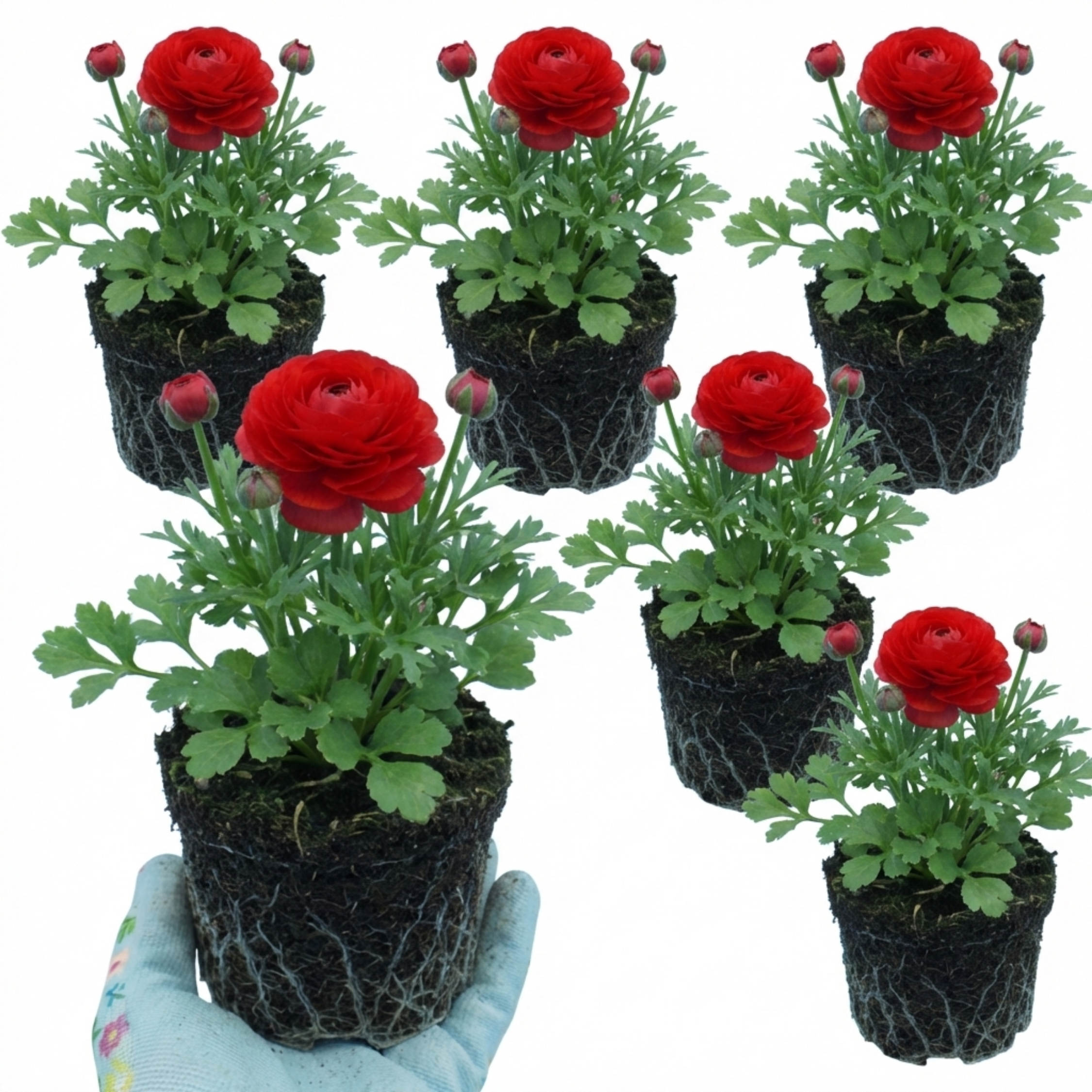 Ranunculus ‘Vortex Red’ — Tuberous Perennial, Bee-Friendly, 1L Pot (Set of 3 or 6)