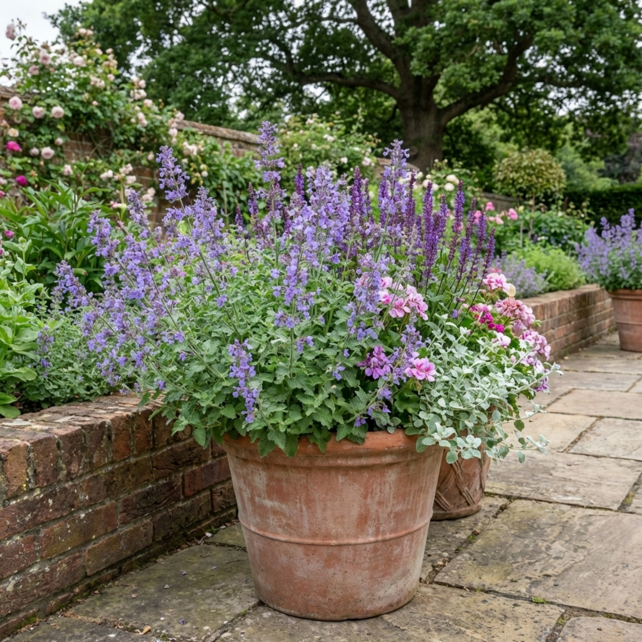 Nepeta faassenii — Catmint, Hardy Perennial, Bee-Friendly, 1L Pot (Set of 3 or 6)