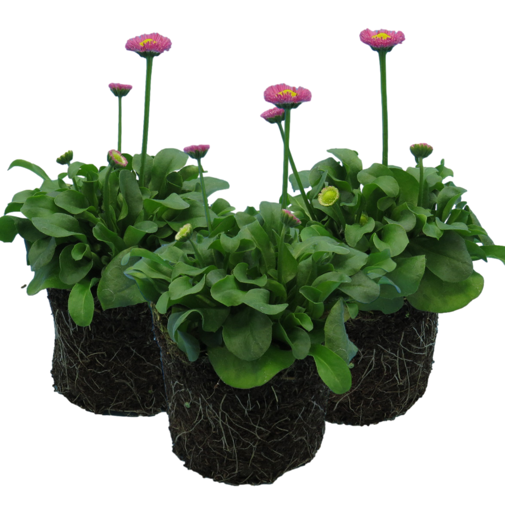 Bellis ‘Rose’ — Hardy Perennial, Bee-Friendly, 10.5cm Pot