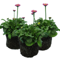 Bellis ‘Rose’ — Hardy Perennial, Bee-Friendly, 10.5cm Pot