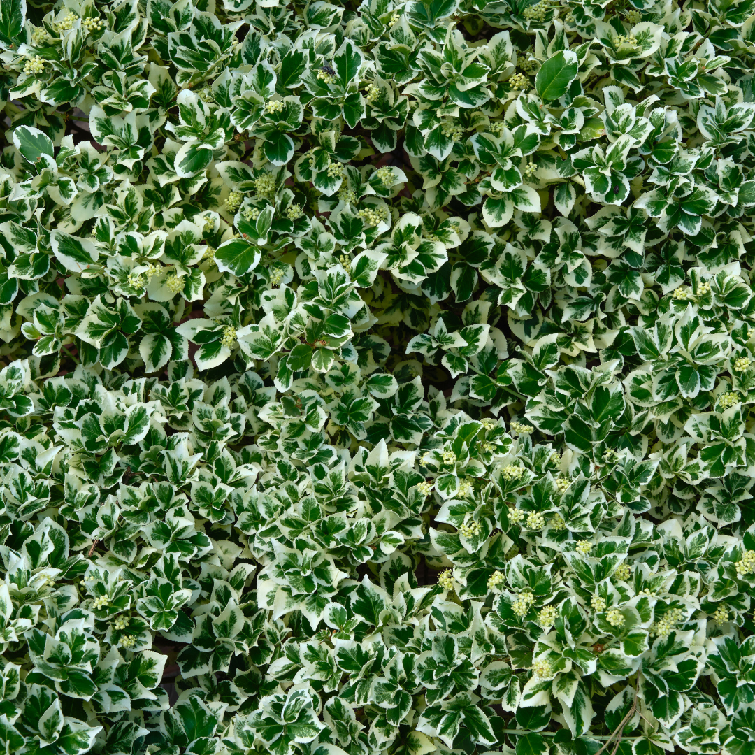 Euonymus ‘Bravo’ — Hardy Shrub, 2L Pot