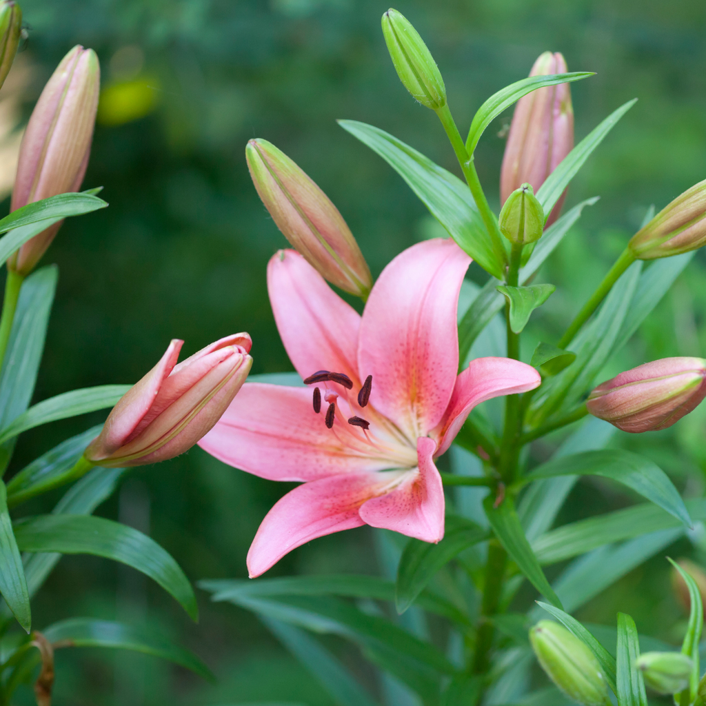 Lilium ‘Pink’ — Hardy Bulb, Bee-Friendly, 1L Pot (Set of 3 or 6)
