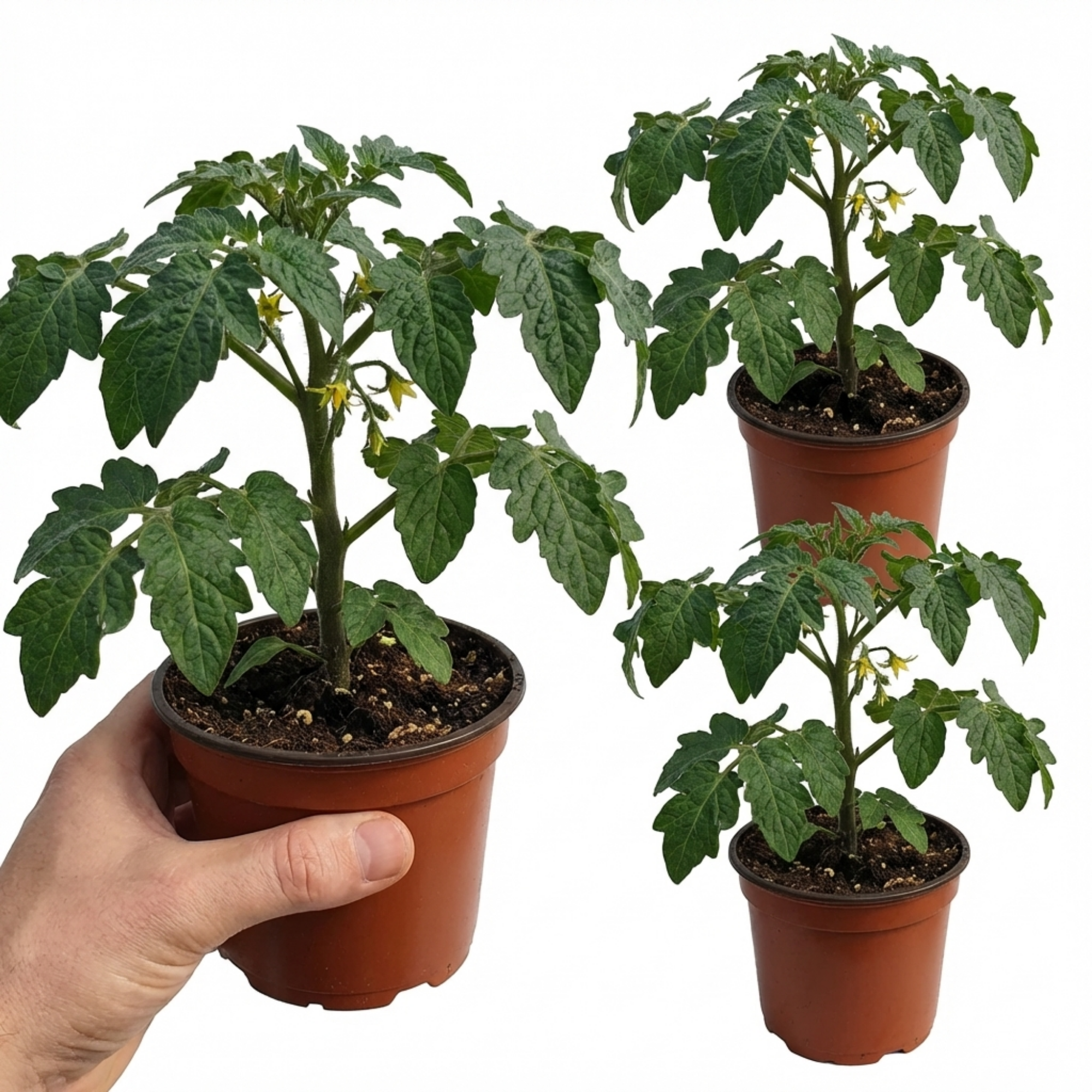 Tomato ‘Supersteak’ — Fruit Plant / Tender Annual, 10.5cm Pot (Set of 3 or 6)
